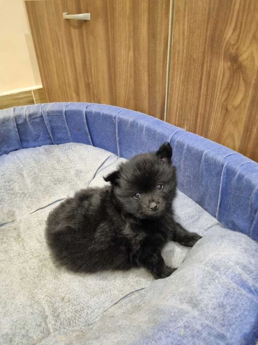 Продавам мини шпицове