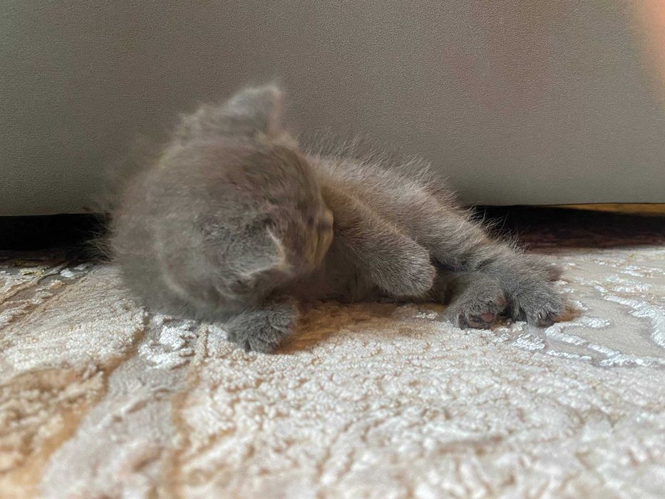 Skoch Fold mushukcha sotiladi!