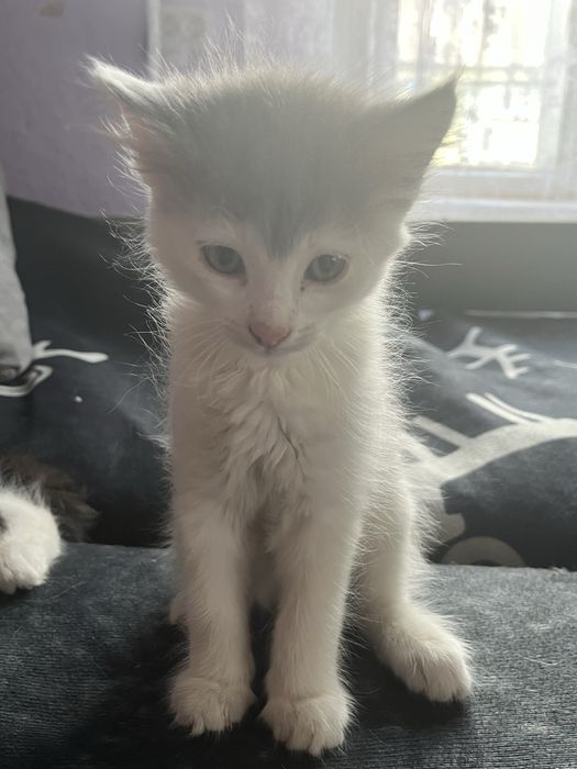 Котята хорошие