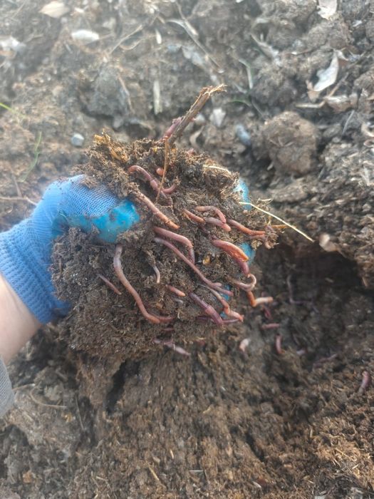 Биогомус сайрам 1