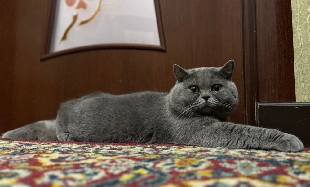 Вязка кота британской породы!