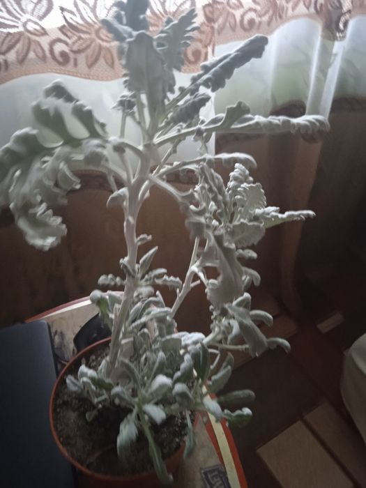 Домашние растения