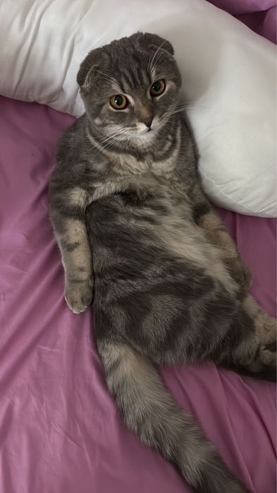 Кот шотландский кастрированный