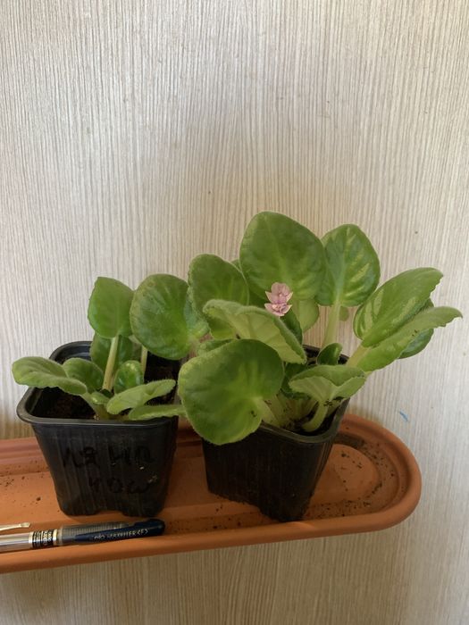 Продам комнатные цветы