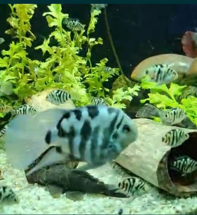 Сапфировый попугай или Голубая панда