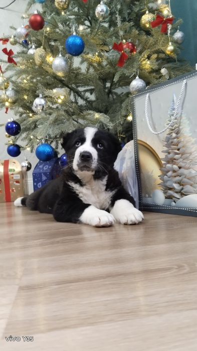 Щенок алабая мальчик