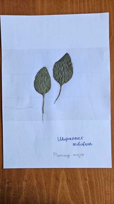 Хербарий ЛТУ - Фармакология