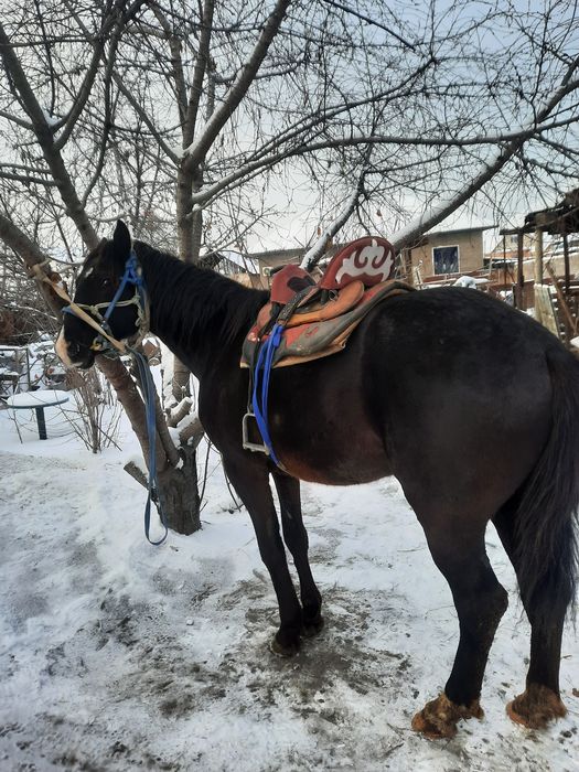 Продам коня 4 годовалый,торг есть