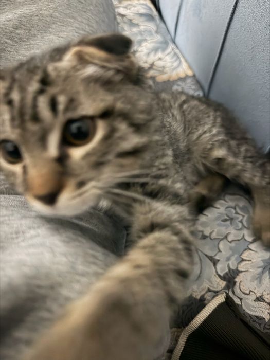 Породистый котёнок 3мес