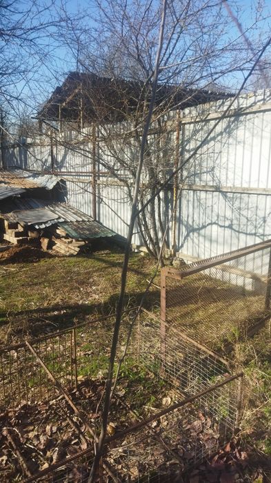 Саженцы плодовых