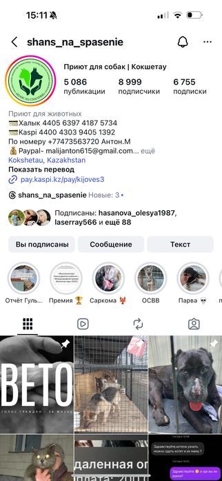 Котята бесплатно