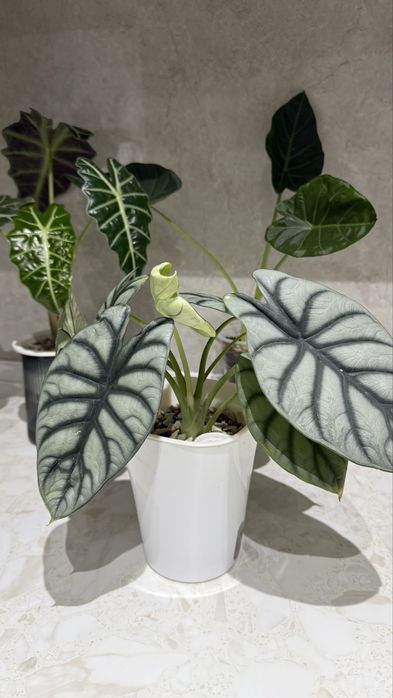 Срочно Клубни алоказии Силвер драгон