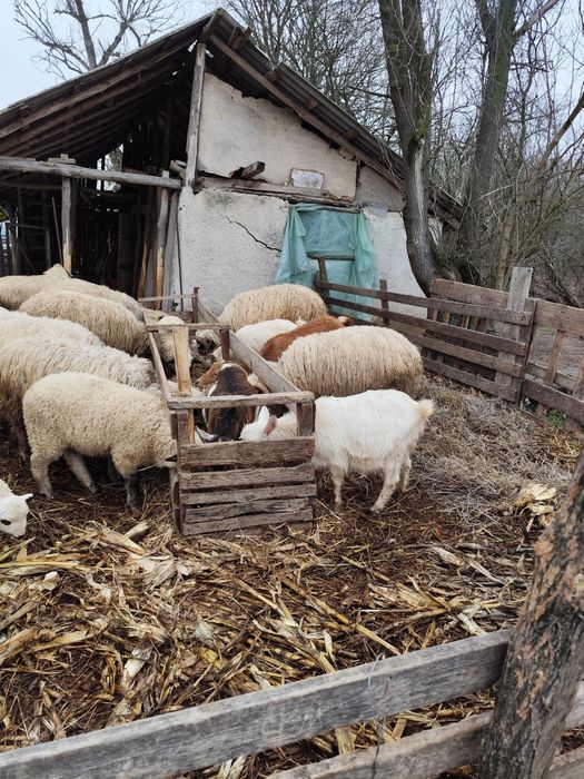 Oi, capre si berbeci de vânzare