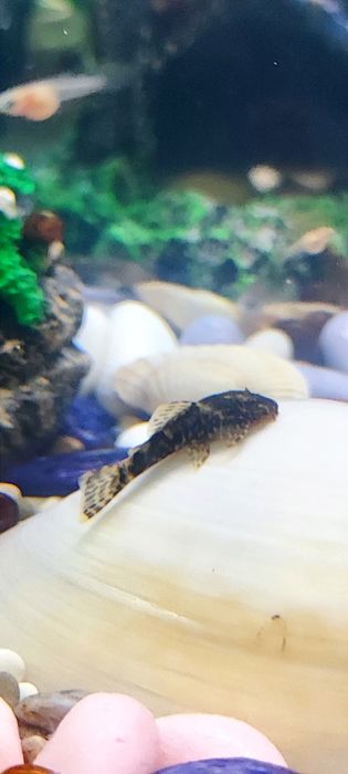 Мальки сомика анциструса (присоски)