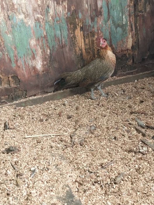 Продам пару Фениксов