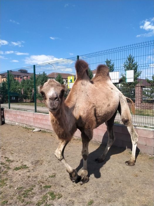 Продам верблюда обученного мерин