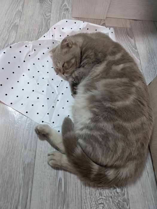 Ищем кота  для вязки с нашей кошкой .