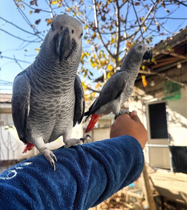 Ара Жако Какаду