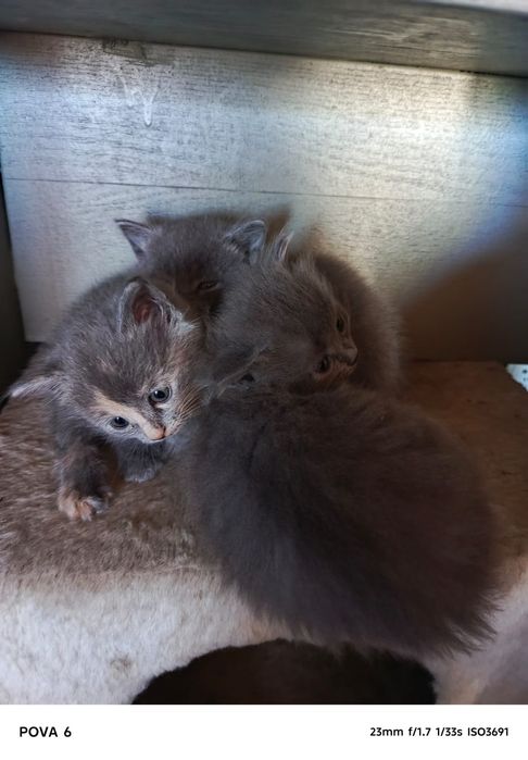 Отдам котят в добрые руки
