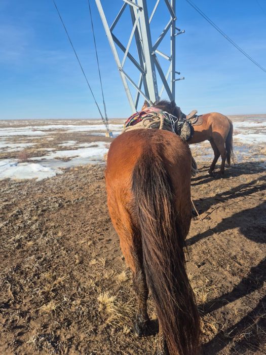 мінгі аттар сатылады