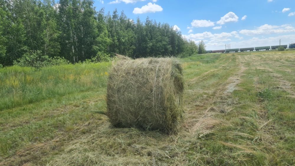 Сено в рулонах разнотравье