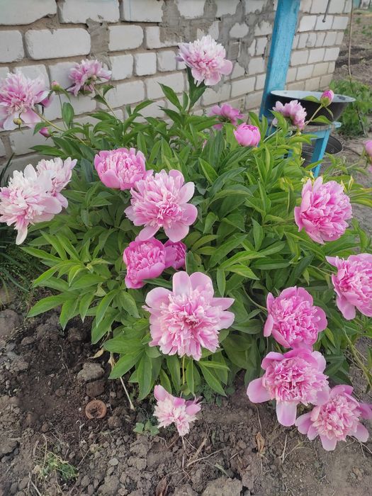 Продам дачу на 16 км идеал