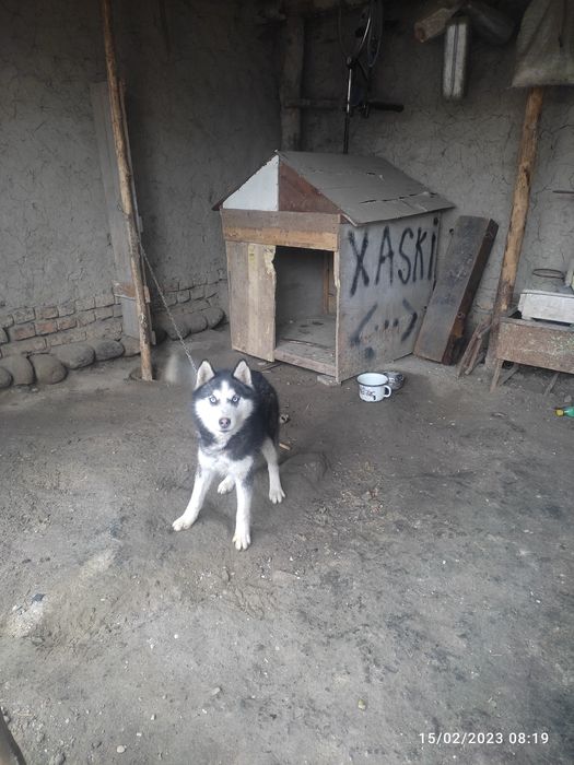 Sibiriskoy xaski toza zottor. Aqlli kuchuk