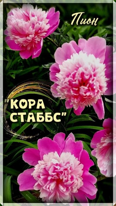 Пион «Кора Стаббс» с японской формой цветка - от 3000 тенге