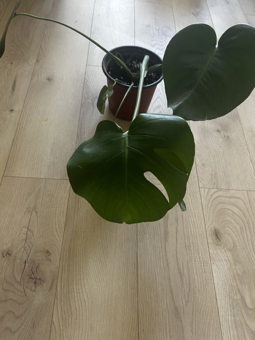 Монстера, комнатное растение