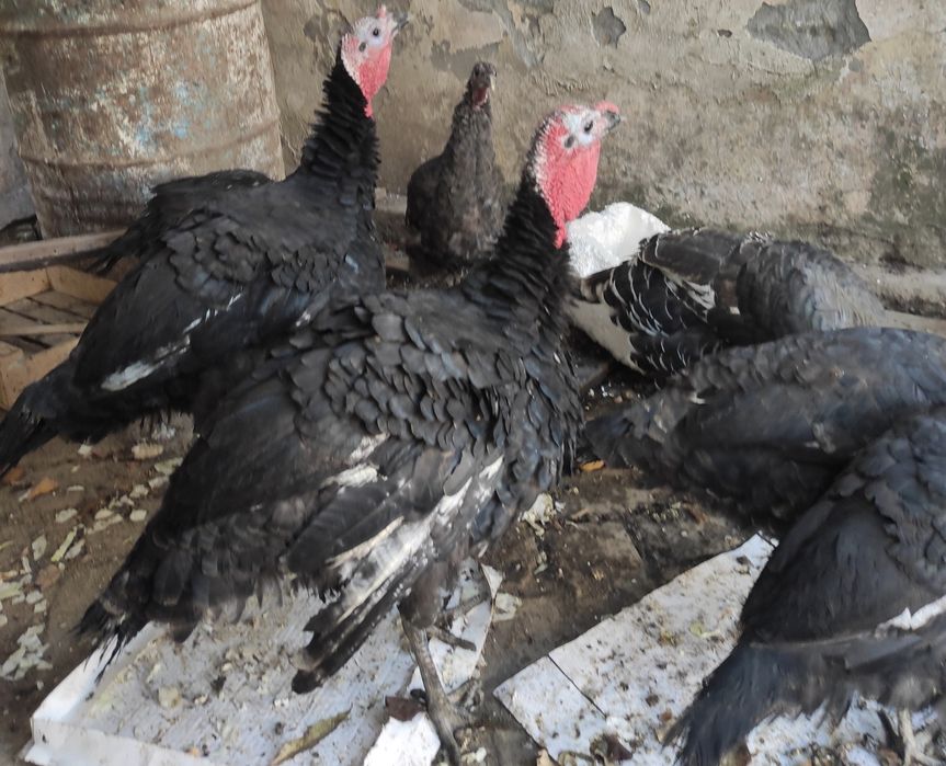 Продается индюки