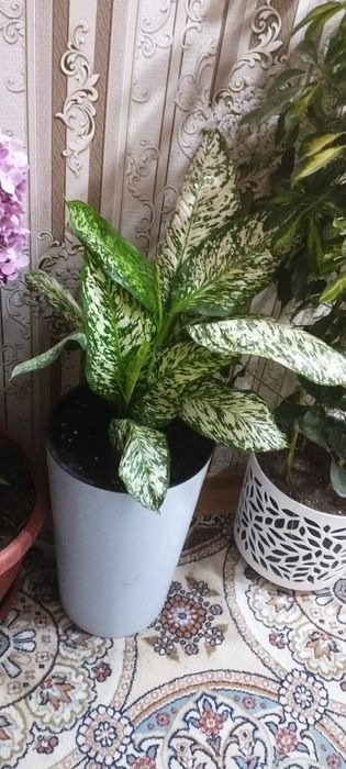 Диффинбахя гулари