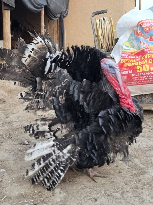 Еркек үндік 10 айлық