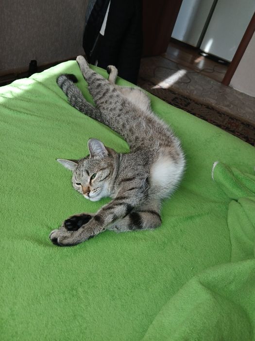 Отдам двух кошек