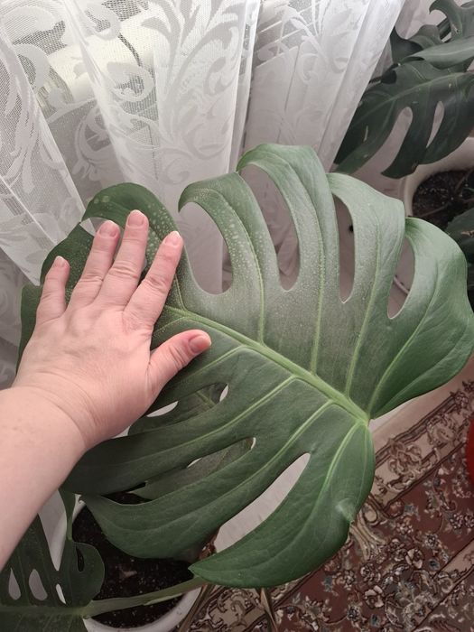 Продам монстеру.