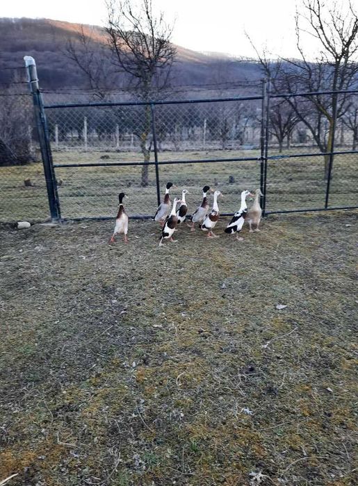 Rățoi de rate indiene