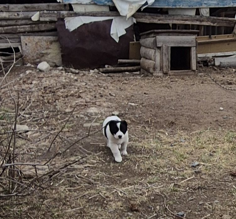 Продам щенков алабая