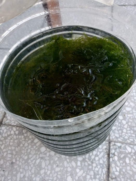 Водни растения за аквариуми