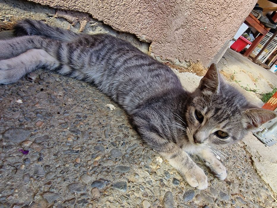 Ofer spre adopție doi pisici iubitori