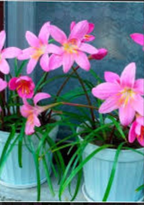 Продам цветы выскочка