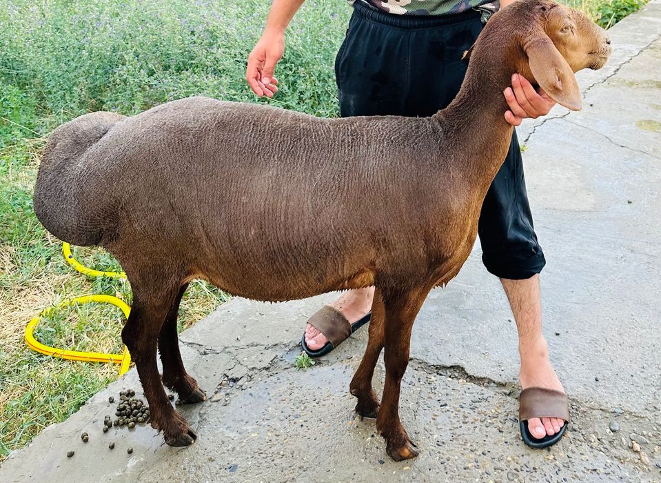 Куй юнгини олиш химати 35.000сум