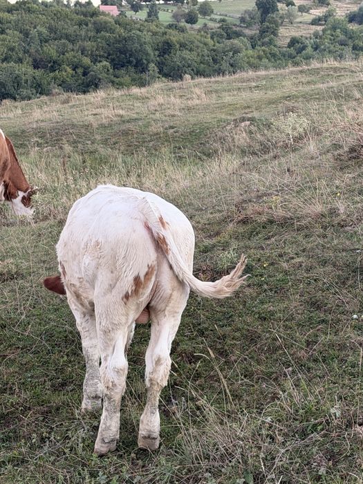 Vacă si vitel se vanzare