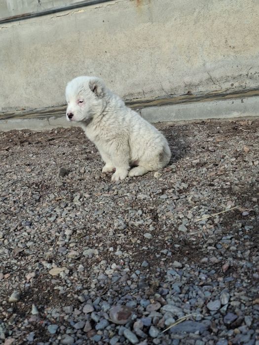 Продам щенка алабая девочка