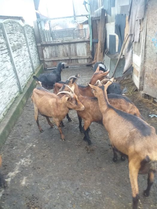 Capre Alpine Franceze