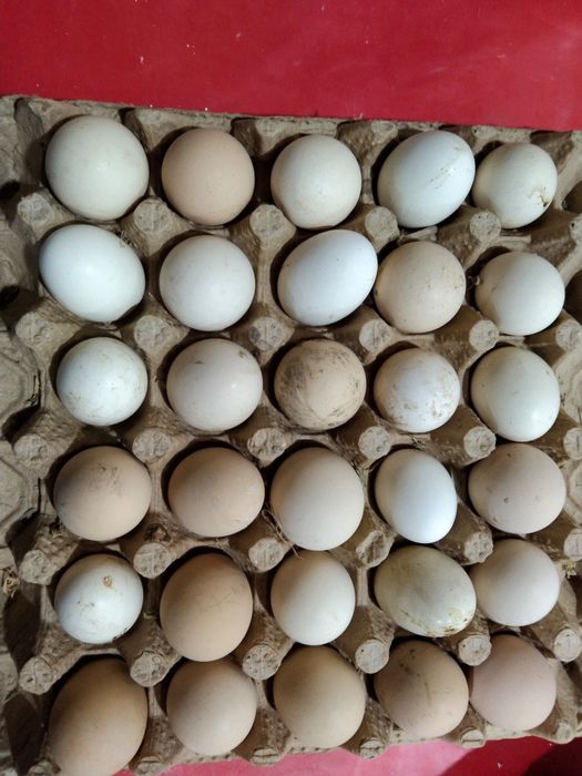 Xonaki tuxum sotiladi