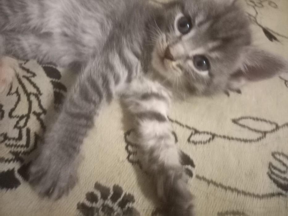 Отдам котят в хорошие руки!