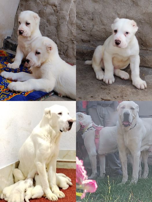 АЛАБАЙ щенки девочки продаются.