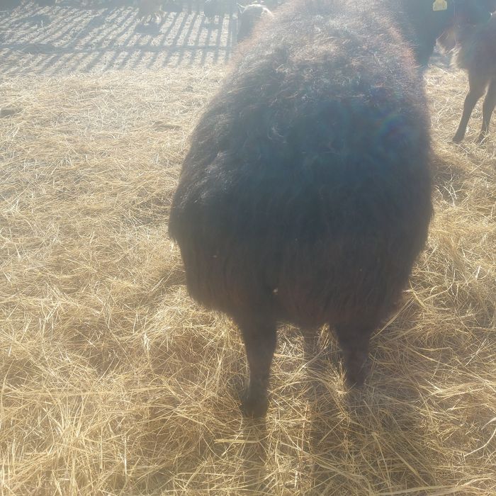 Еділбай ірі еркек мал сатылады.