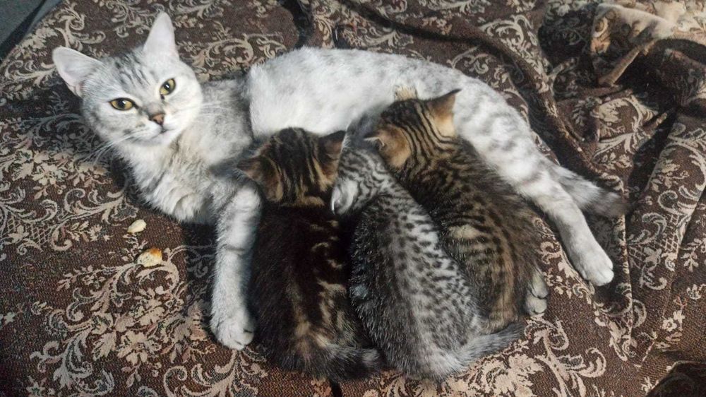 Продам Котят Шотландские