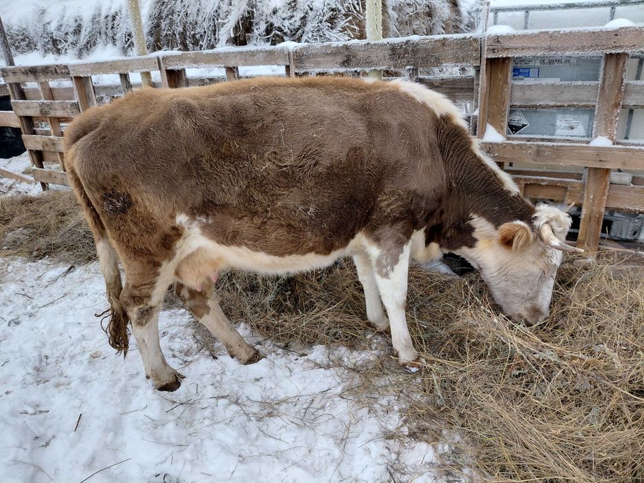 Продам коров и телят