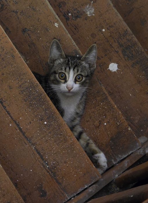 Котенок 3 месяца.